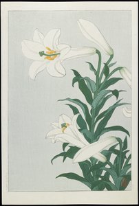 White Lily, 1930s